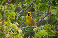 Gubernatrix cristata