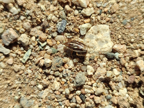 Aelia albovittata