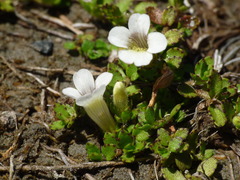 Gratiola concinna