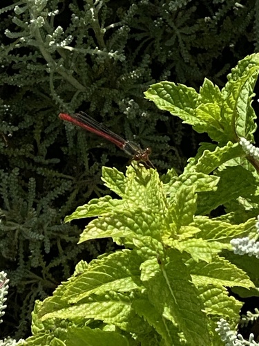 Small Red Damselfly
