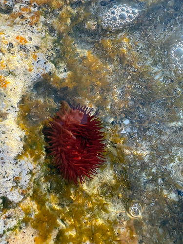Mediterranean Beadlet Anemone