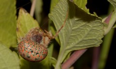 Mastophora carpogaster