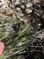 Eremogone macradenia