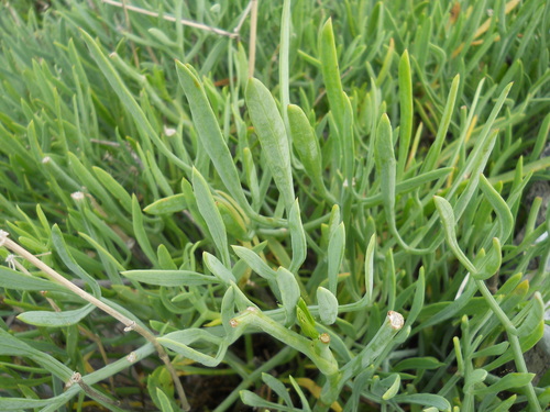 rock samphire