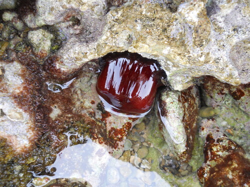 Mediterranean Beadlet Anemone