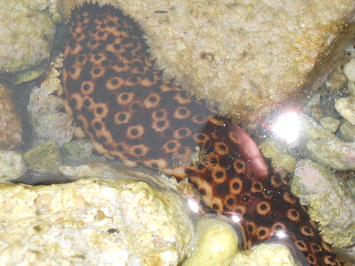 Variable Sea Cucumber