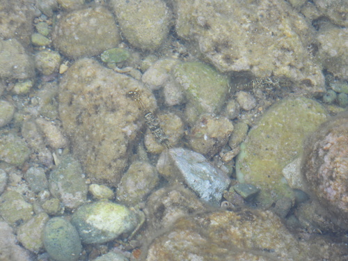 Rockpool Prawn