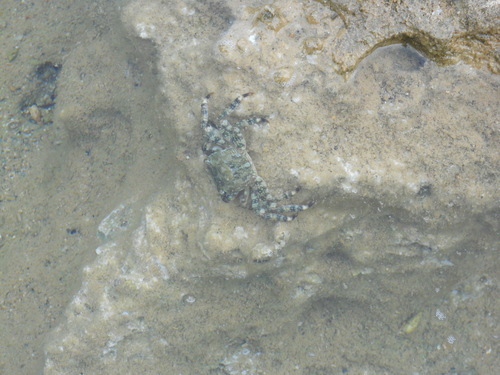 Marbled Crab
