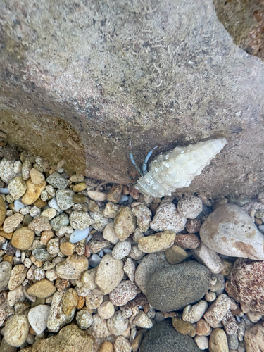 Saint Piran's Hermit Crab