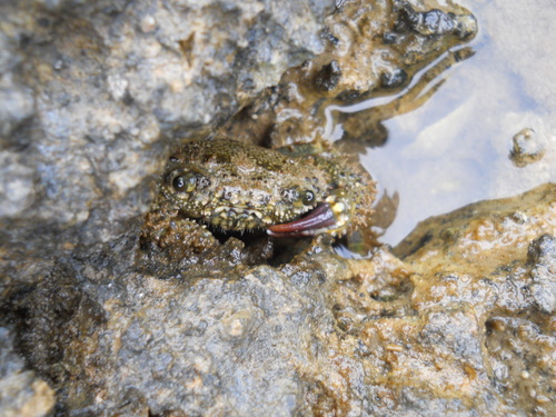 Warty Crab