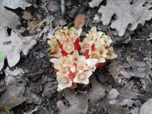Red Rockrose-parasite