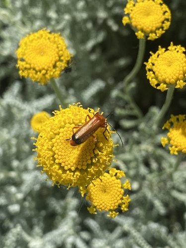 Common Red Soldier Beetle