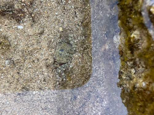 Marbled Crab
