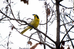 Gubernatrix cristata