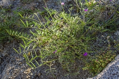 Tephrosia vicioides