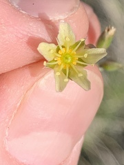 Eremogone macradenia