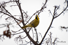 Gubernatrix cristata