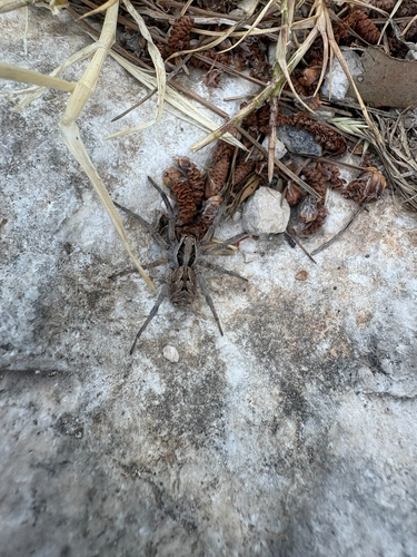 Lycosa praegrandis