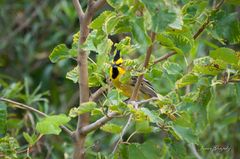 Gubernatrix cristata