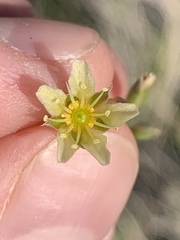 Eremogone macradenia