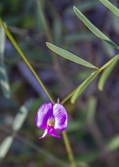 Tephrosia vicioides