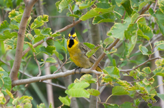 Gubernatrix cristata