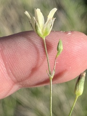 Eremogone macradenia