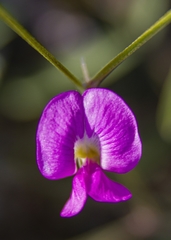 Tephrosia vicioides