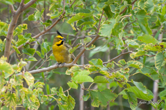 Gubernatrix cristata