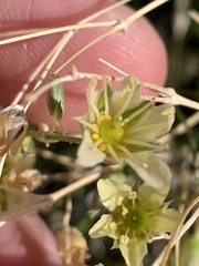 Eremogone macradenia