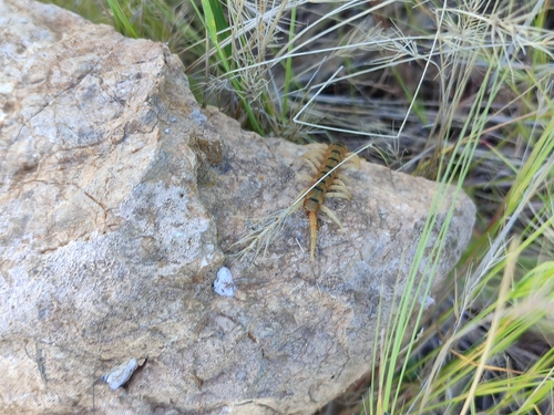 Mediterranean Banded Centipede