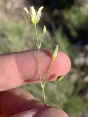 Eremogone macradenia