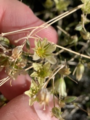 Eremogone macradenia