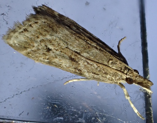 Marsh Grey, Graafland, Groot-Ammers, South Holland, NL, photo 3 of 10