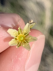 Eremogone macradenia