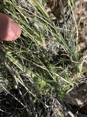 Eremogone macradenia