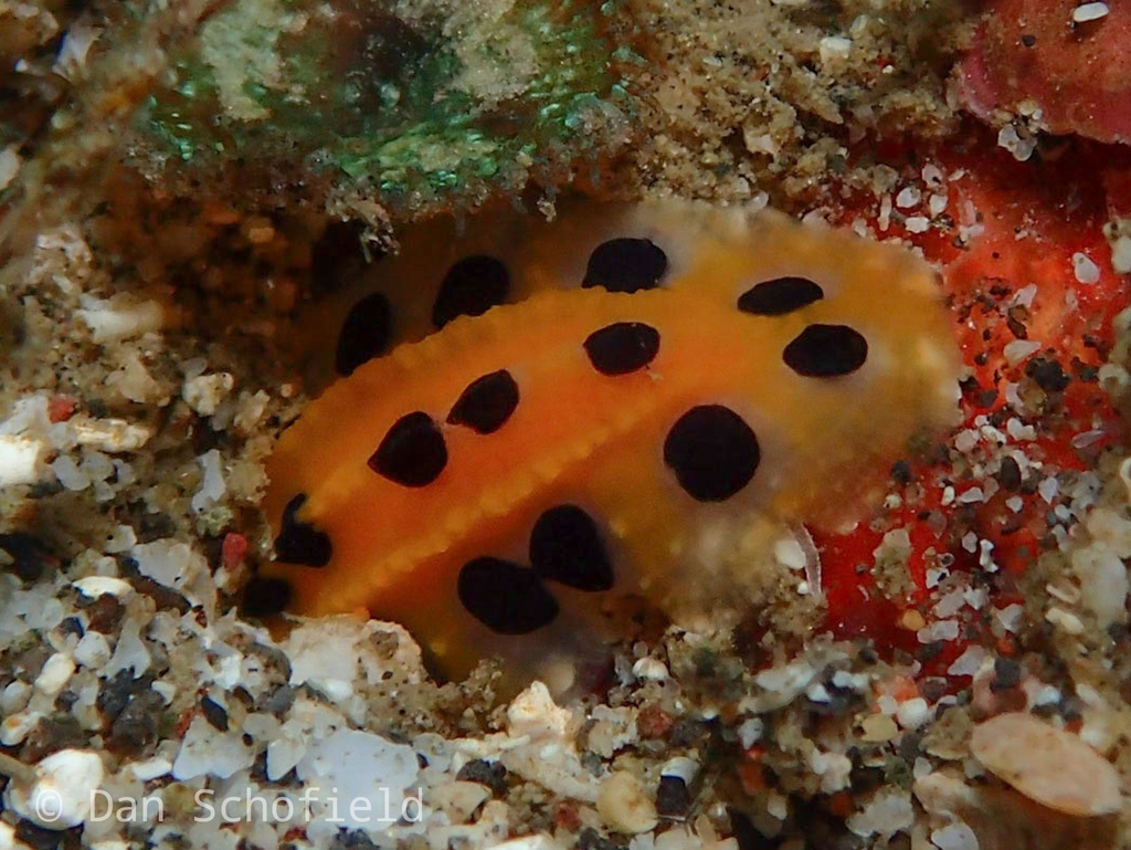Polkadot Nudibranch