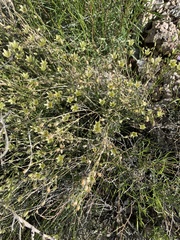 Eremogone macradenia