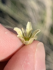 Eremogone macradenia