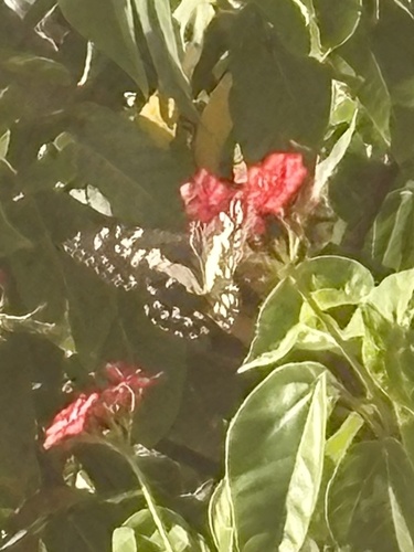 Lime Swallowtail