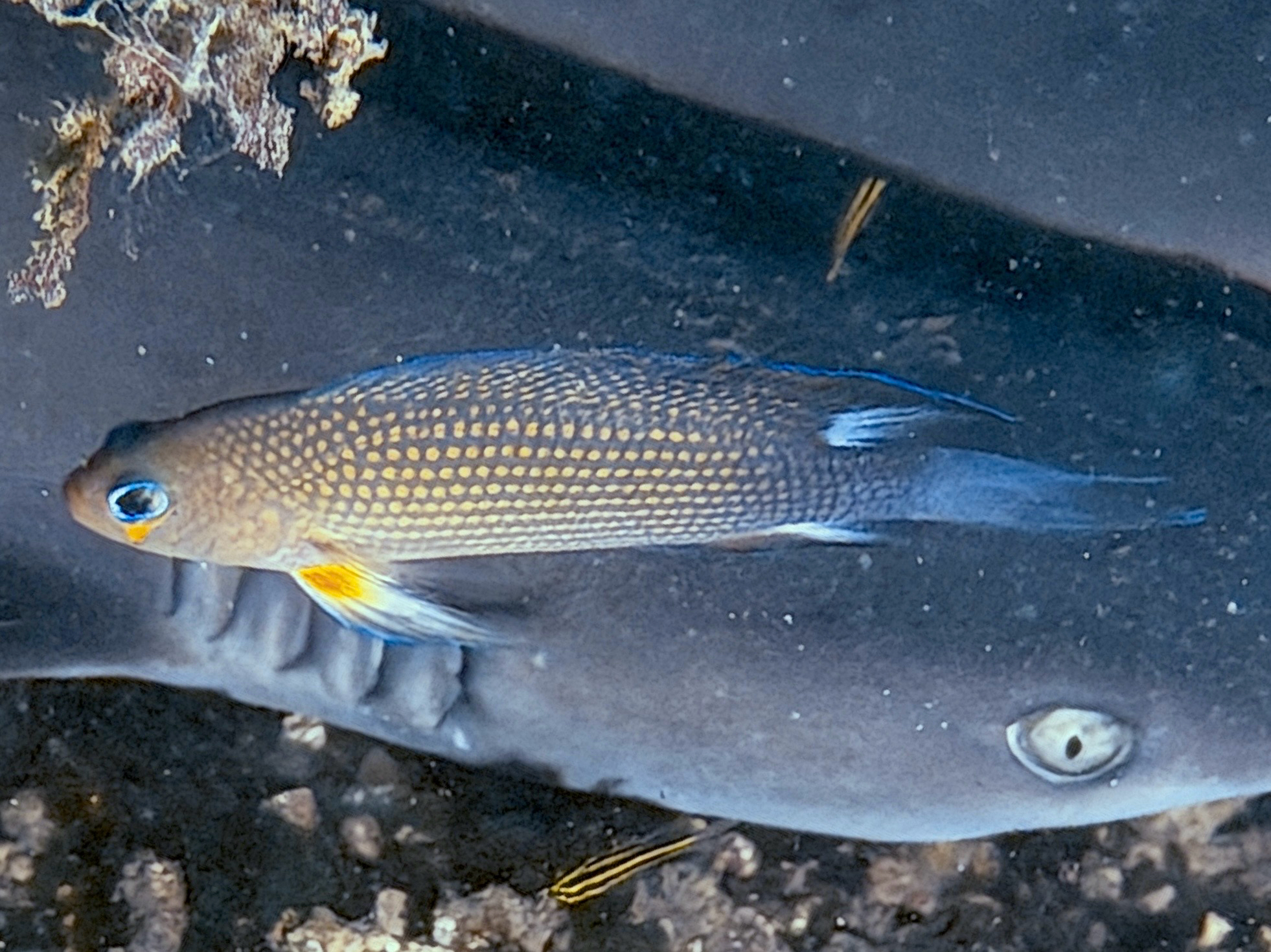 Thread-Finned Dottyback photo 5