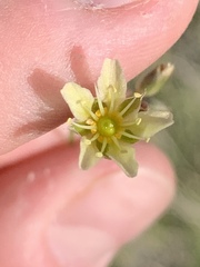 Eremogone macradenia