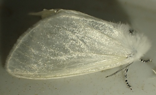 White Satin Moth, Graafland, Groot-Ammers, South Holland, NL, photo 7 of 10