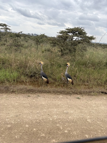 iNaturalist image
