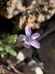 Gilia scopulorum