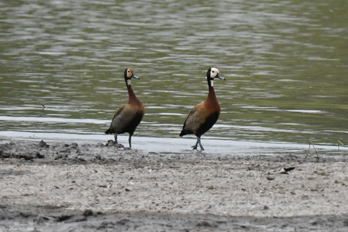iNaturalist image
