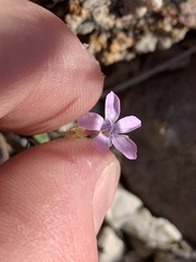 Gilia scopulorum