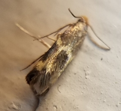 Oinophila v-flava