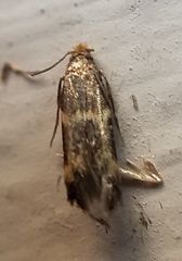 Oinophila v-flava