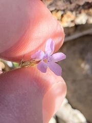 Gilia scopulorum